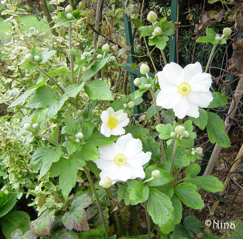 Fichier:Anémone du Japon Honorine Jobert-1.jpg