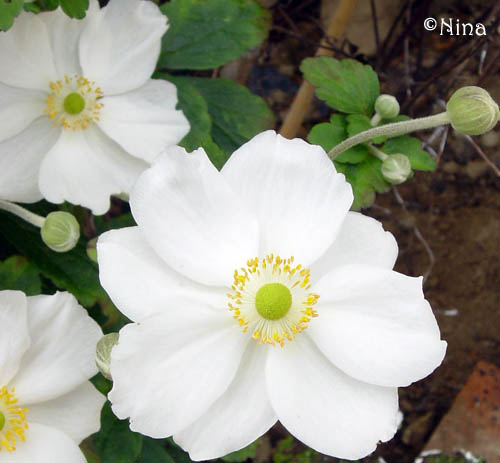 Fichier:Anémone du Japon Honorine Jobert.jpg