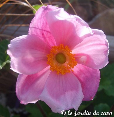 Fichier:Anémone du japon rose.jpg