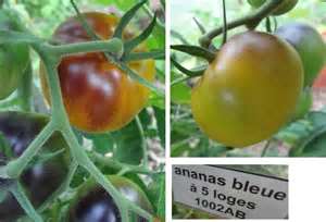 Fichier:Ananas bleue.jpg