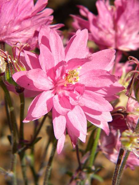 Fichier:Ancolie Clementine red.jpg