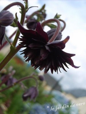 Fichier:Ancolies en mélange de couleurs-2.jpg