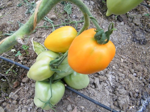 Andine cornue orange (Copier).JPG semeur