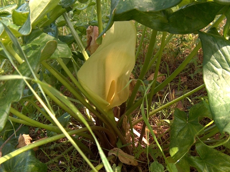 Fichier:Arum d italie.jpg