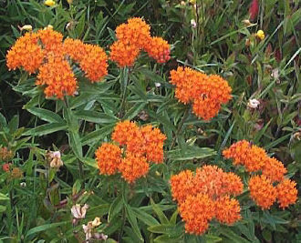 Fichier:Asclepias tuberosa.jpg