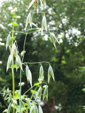 Fichier:Avoine blanche.jpg