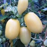 Banana Cream op-1.jpg