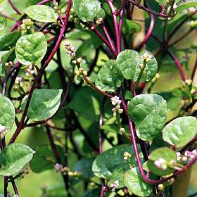 Fichier:Baselle rouge.jpg