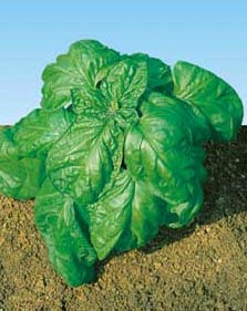 Fichier:Basilic napoletano-1.jpg