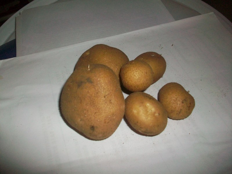 Fichier:Belle de Lorraine.jpg