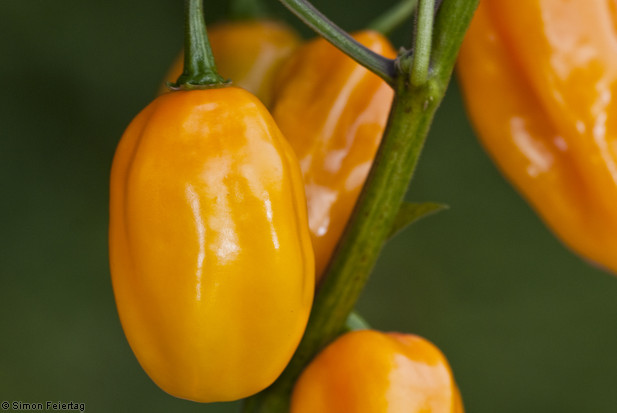 Fichier:Bido Tacana.jpg