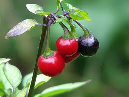 Fichier:Black cluster.jpg