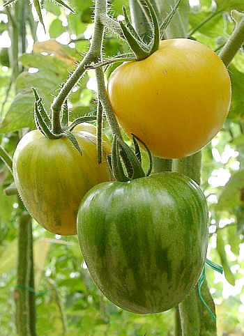 Fichier:Blonde Boar-1.jpg