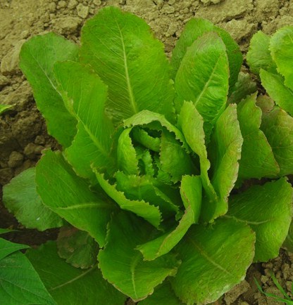 Fichier:Blonde des 7 lunes.jpg