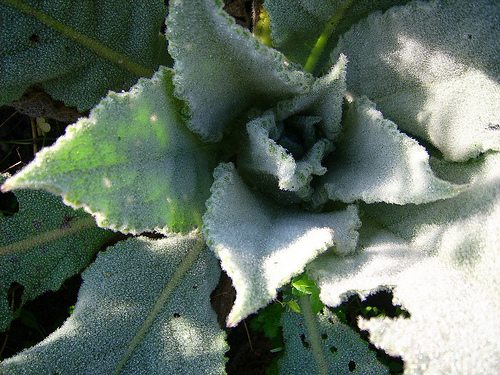 Fichier:Bouillon blanc-2.jpg