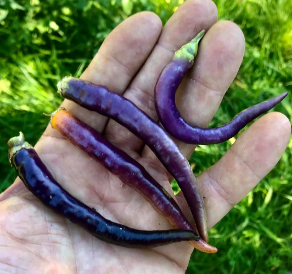 Fichier:Buena mulata-1.jpg