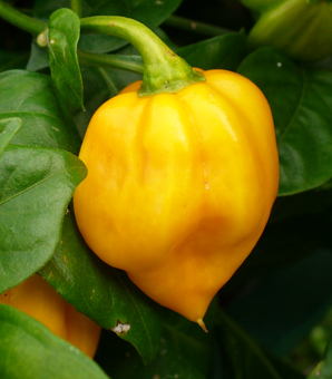 Fichier:Burkina yellow scotch bonnet.jpg