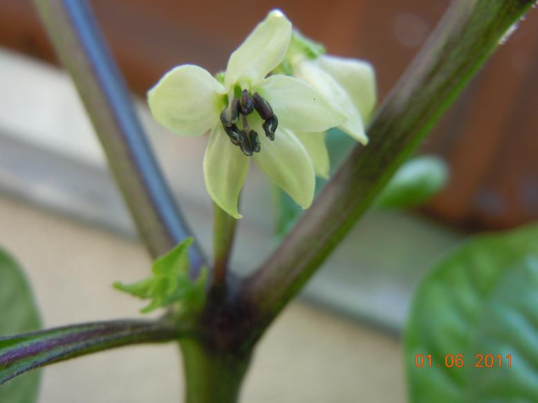 Fichier:CGN 22092-1.jpg