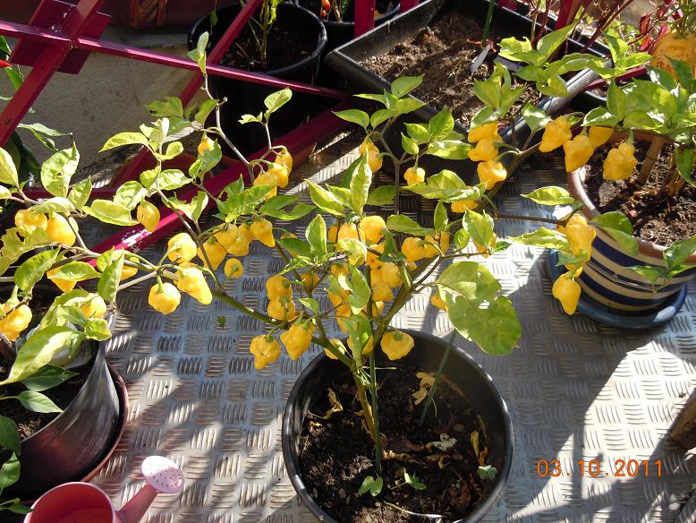 Fichier:CGN 22092-2.jpg