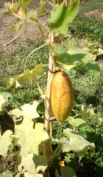 Fichier:CONCOMBRE empereur alexandre-1.jpg