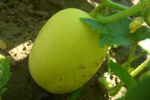 Fichier:CONCOMBRE pomme de cristal.jpg