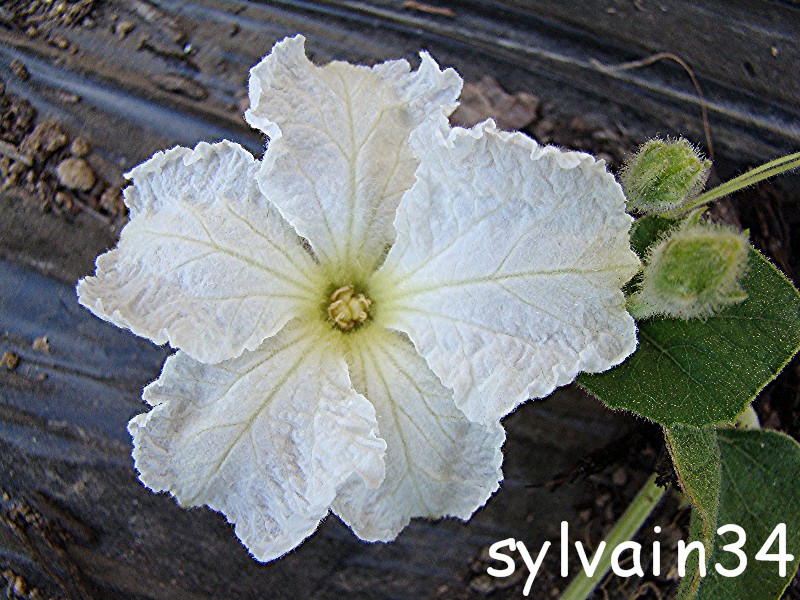 Fichier:COURGETTE bianco di sicilia.jpg