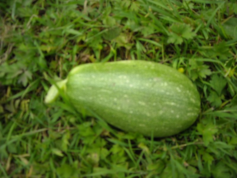 Fichier:COURGETTE bolognese.jpg