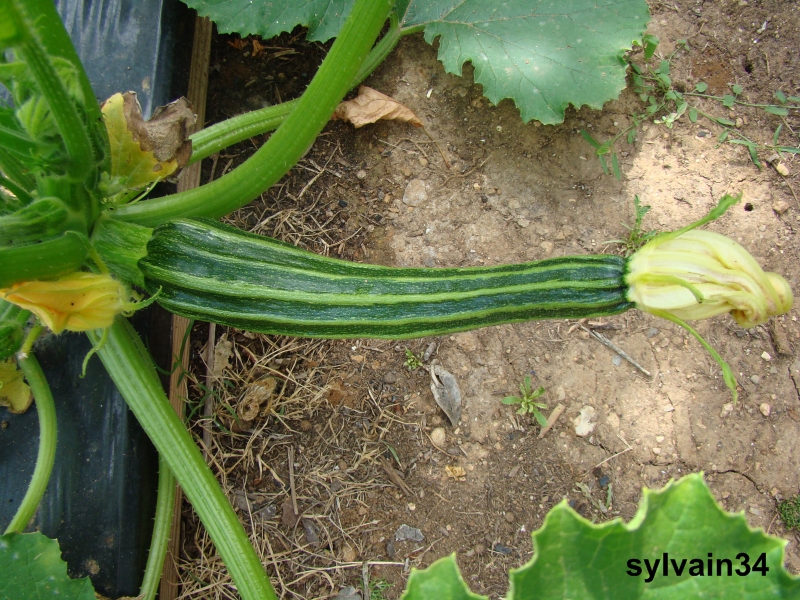 Fichier:COURGETTE fiorentino.jpg