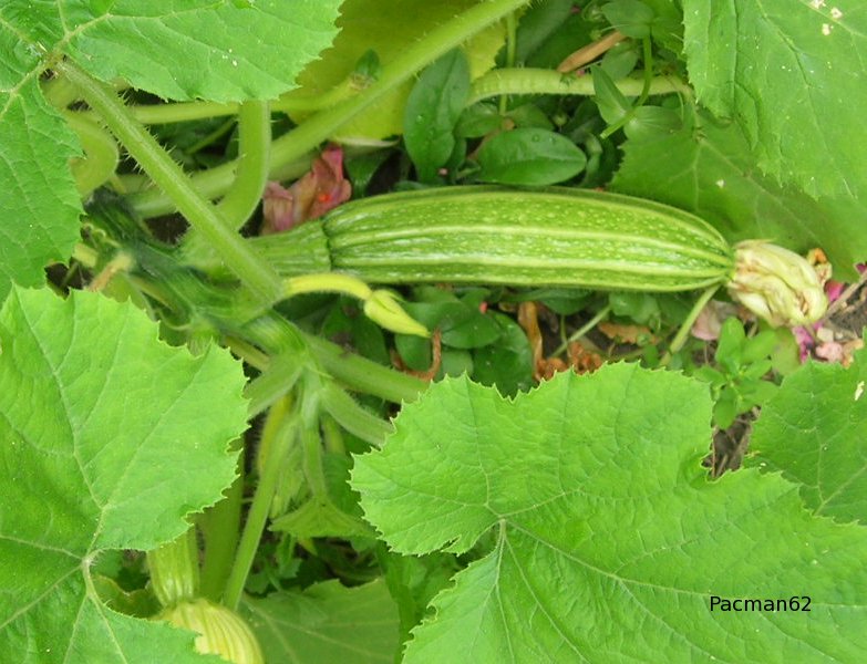 Fichier:COURGETTE romanesco.jpg