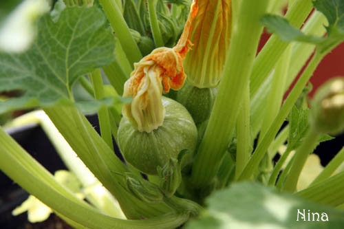 Fichier:COURGETTE ronde de nice-2.jpg