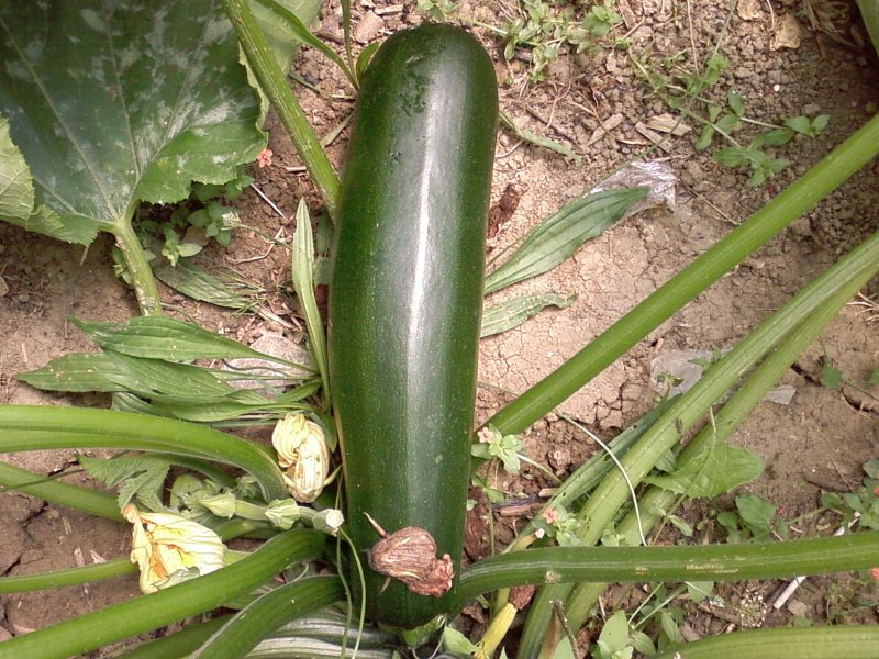 Fichier:COURGETTE verte maraichere.jpg