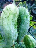 COURGE cyclanthera explodens-1.jpg