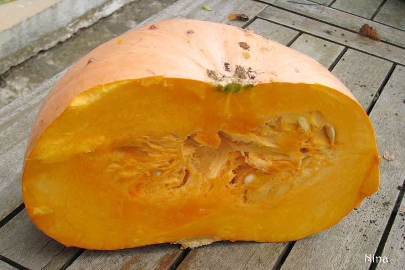 Fichier:COURGE galeuse d eysine-1.jpg