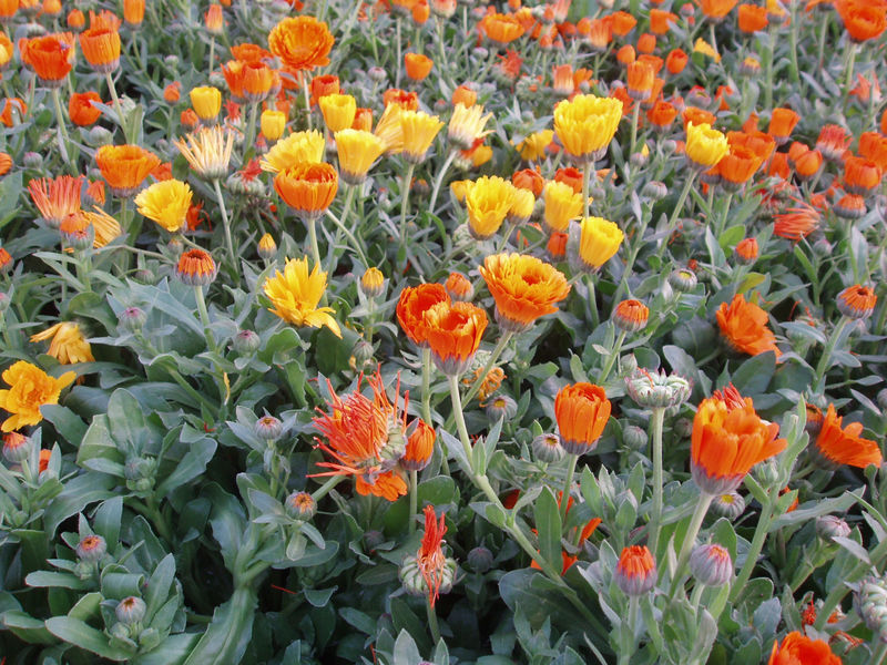 Fichier:Calendula officinalis.jpg