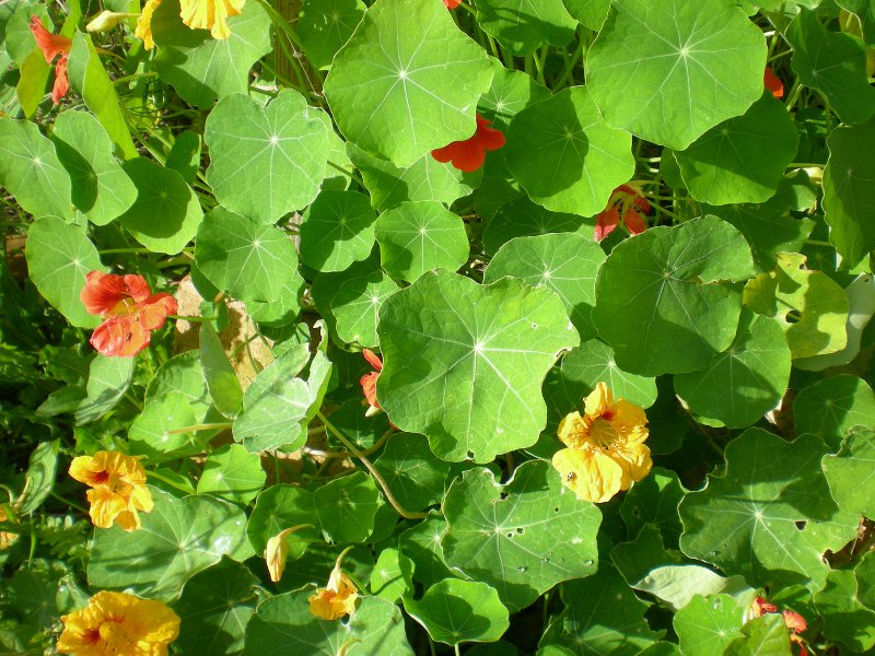 Fichier:Capucine grimpante en mélange.jpg
