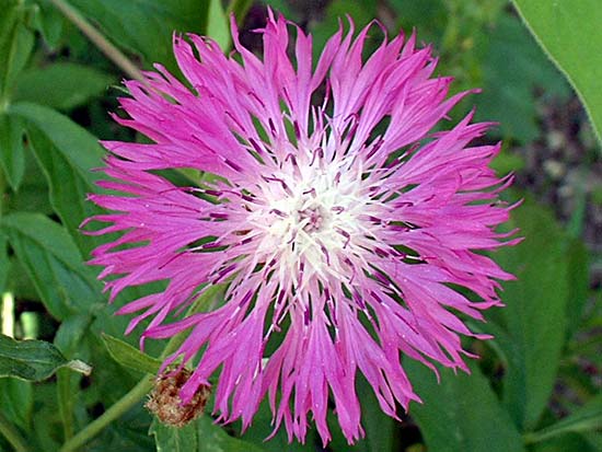 Fichier:Centaurea dealbata.jpg
