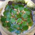 Châtaigne d'eau asiatique Eleocharis dulcis.jpg