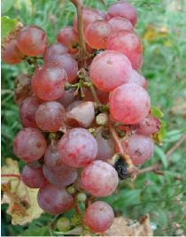 Fichier:Chasselat doré.jpg