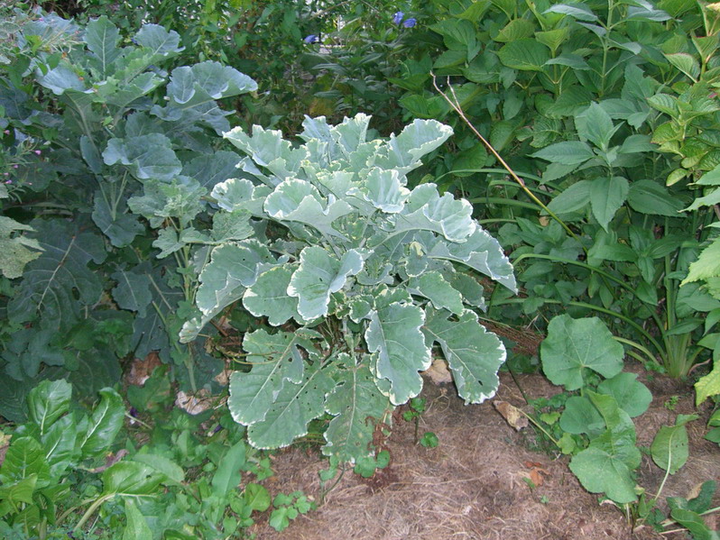 Fichier:Chou daubenton panaché.jpg