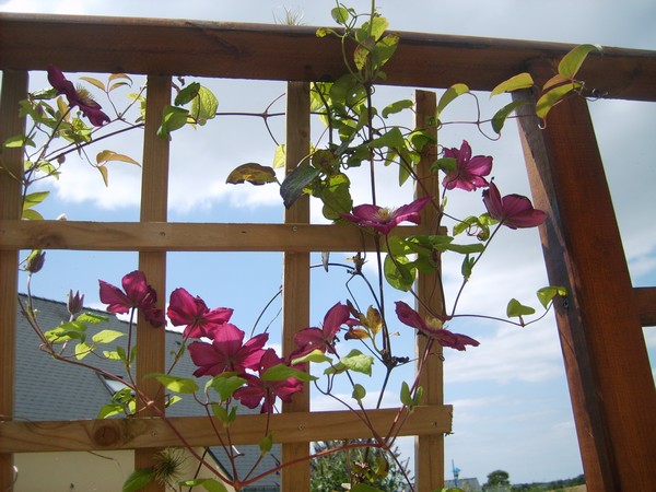 Fichier:Clématite ville de lyon-1.jpg