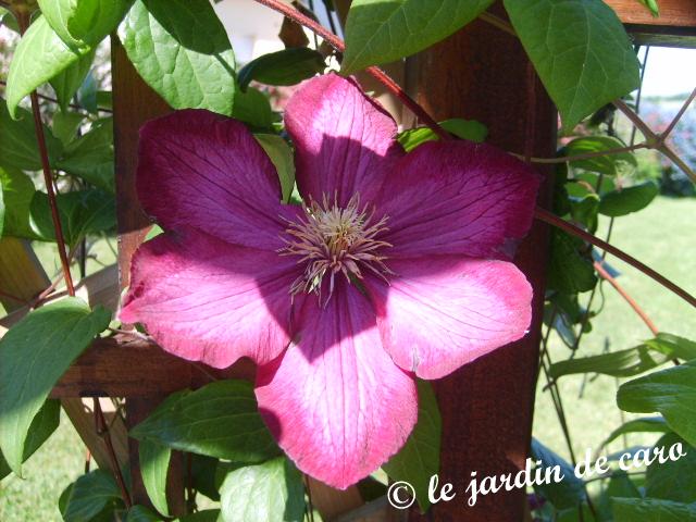 Fichier:Clématite ville de lyon.jpg