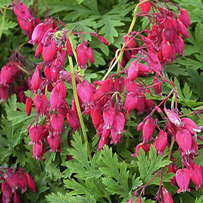 Fichier:Coeur de marie dicentra formosa bachanal.jpg