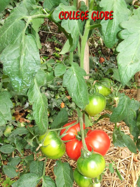 Fichier:Collège Globe.jpg