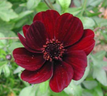 Fichier:Cosmos Chocolat-1.jpg