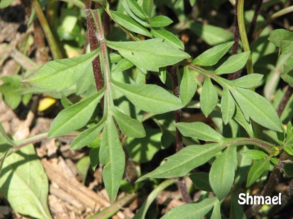 Fichier:Cosmos Chocolat-2.jpg