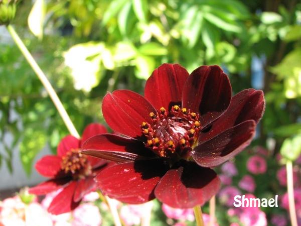 Fichier:Cosmos Chocolat.jpg