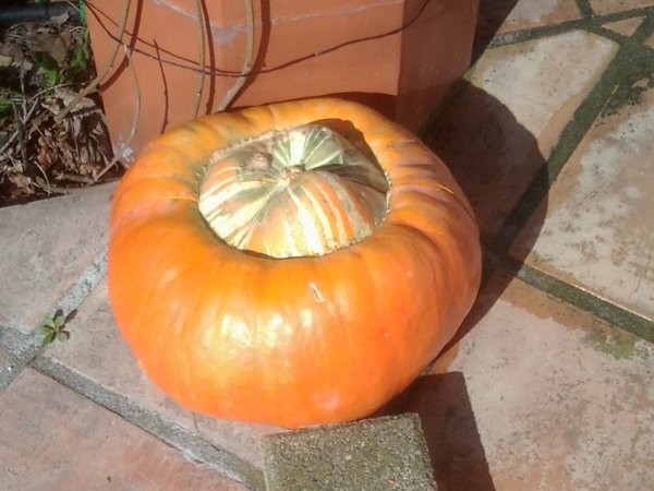 Fichier:Cucurbitacée à identifier.jpg