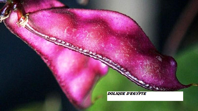 Fichier:DOLIQUE d' Egypte-1.jpg