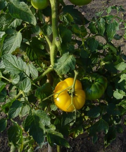 Fichier:Dicoff's yellow-1.jpg