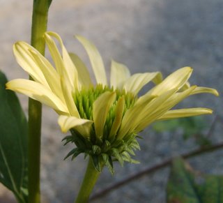 Fichier:Echinacéa sunrise sunrise.jpg